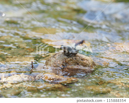 在山間溪流的岩石上看到的杜父父魚青蛙 115888354