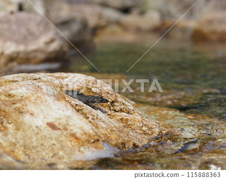 A frog seen on a rock in a mountain stream 115888363