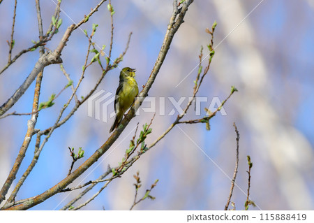 一種可愛的小鳥,可以在高原新綠的森林中看到,是日本特有的物種。 一種可愛的小鳥,可以在高原新綠的森林中看到,是日本特有的物種。 115888419