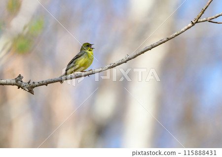 一種可愛的小鳥,可以在高原新綠的森林中看到,是日本特有的物種。 一種可愛的小鳥,可以在高原新綠的森林中看到,是日本特有的物種。 115888431