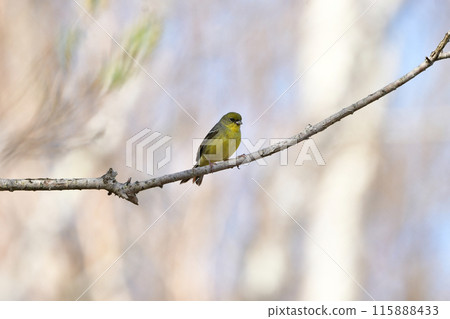 一種可愛的小鳥，可以在高原新綠的森林中看到，是日本特有的物種。 115888433