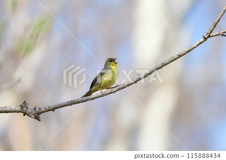 一種可愛的小鳥，可以在高原新綠的森林中看到，是日本特有的物種。 115888434