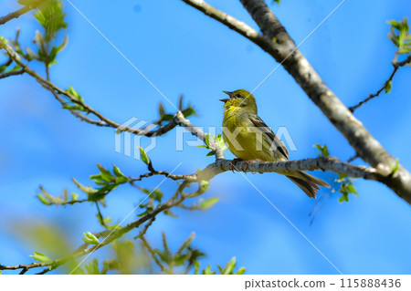 一種可愛的小鳥，可以在高原新綠的森林中看到，是日本特有的物種。 115888436