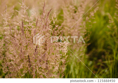 Bent grass also known as bentgrass or colonial bent or Agrostis capillaris. Abstract neutral background. Bent grass also known as bentgrass or colonial bent or Agrostis capillaris. Abstract neutral background. 115888450