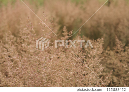 Bent grass also known as bentgrass or colonial bent or Agrostis capillaris. Abstract neutral background. Bent grass also known as bentgrass or colonial bent or Agrostis capillaris. Abstract neutral background. 115888452