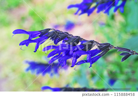 藍紫 Salvia garanitica 花（夏季，六月） 115888458