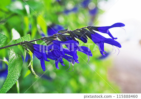 Blue-purple flowers of Salvia guaranitica (summer, June) 115888460