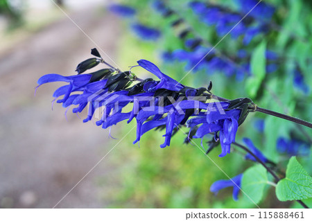 Blue-purple flowers of Salvia guaranitica (summer, June) 115888461