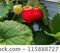 草莓長得很茂盛，看起來很美味 115888727