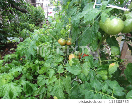 Summer tomatoes starting to turn color in the home garden 115888785
