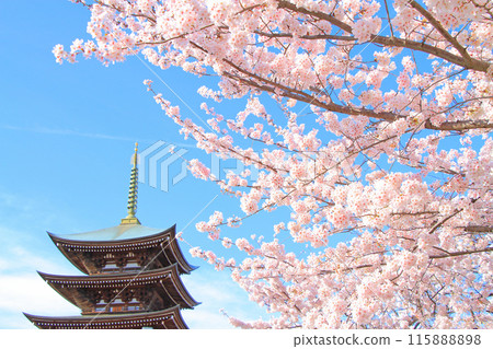 Scenery of the five-story pagoda and cherry blossoms at Kakuozan Nittaiji Temple, Nagoya City, Aichi Prefecture 115888898