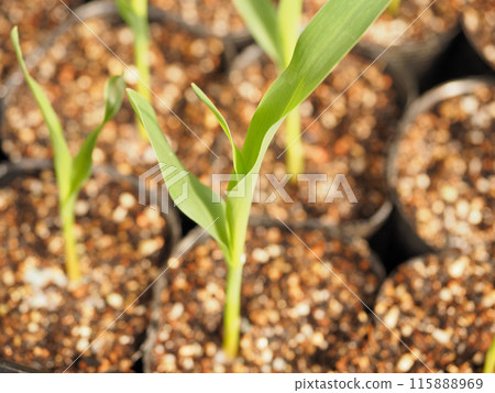 young corn seedlings young corn seedlings 115888969
