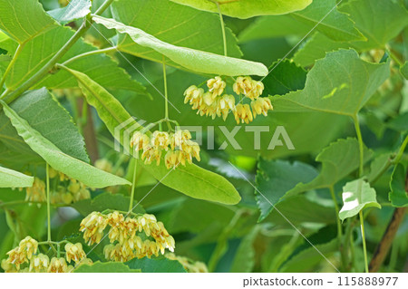 黃色菩提樹花（夏季、六月） 115888977