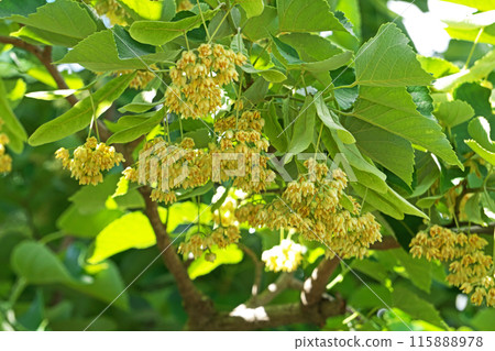 黃色菩提樹花（夏季、六月） 115888978