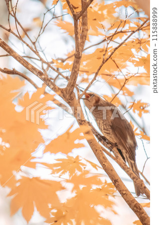 Bird pecking at a branch of autumn leaves 115888999