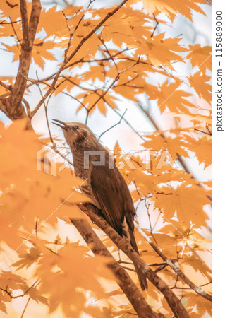 Birds perched on a branch of autumn leaves 115889000