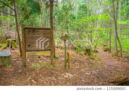 [Akazawa Natural Recreation Forest] Junction of Mukaiyama Course and Keiryu Course [Agematsu Town, Kiso District] 115889001