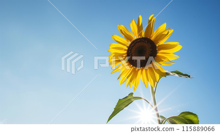 Sunflower and blue sky in full bloom 115889066