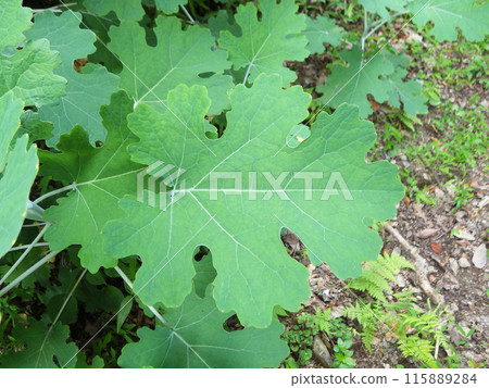 Bamboo grass leaves 115889284