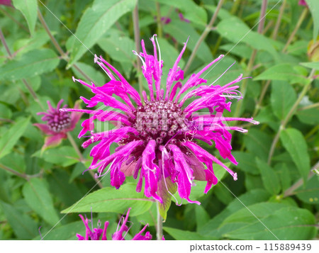 Monarda Monarda 115889439