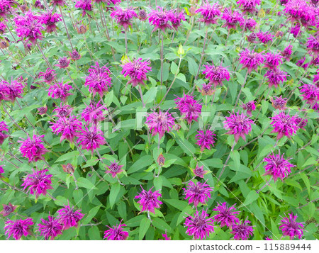 Monarda 115889444