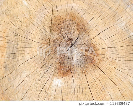 Tree rings: Cross section of a log 115889487