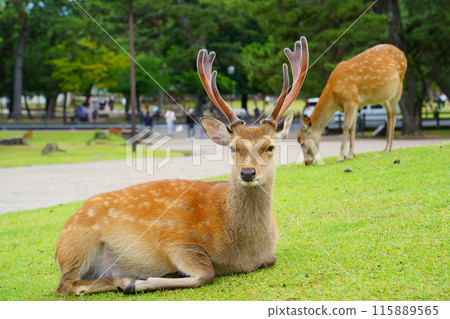 雄鹿在奈良公園的草坪上休息 雄鹿在奈良公園的草坪上休息 115889565