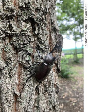 Beetles collecting in sap Beetles collecting in sap 115889668