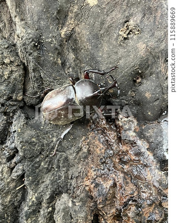 Beetles collecting in sap Beetles collecting in sap 115889669