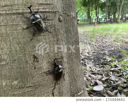甲蟲在樹液中收集 甲蟲在樹液中收集 115889681