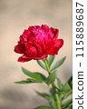 紅牡丹花 115889687