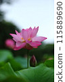 清早開花的蓮花 115889690