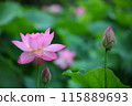 清早開花的蓮花 115889693