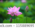美麗的粉紅色蓮花 115889695