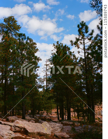 Woods Canyon Lake Arizona Woods Canyon Lake Arizona 115889743