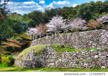 Azuchi Castle, the castle built by Oda Nobunaga to unify the country; the remains of Hideyoshi Hashiba's residence 115889975