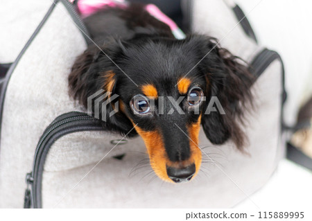 A miniature dachshund peeking out from inside a backpack A miniature dachshund peeking out from inside a backpack 115889995