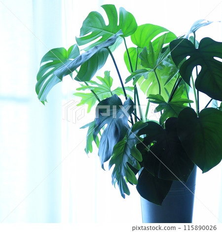 Room with ornamental plants Room with ornamental plants 115890026