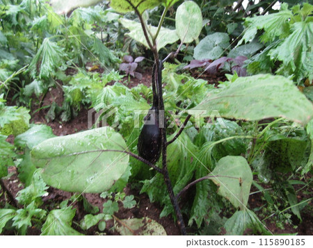 The eggplants in my garden are nearing harvest time. The eggplants in my garden are nearing harvest time. 115890185