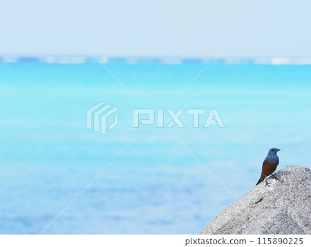 17END's Blue Rock Thrush/Miyakojima City, Okinawa Prefecture (Shimoji Island) 5 115890225