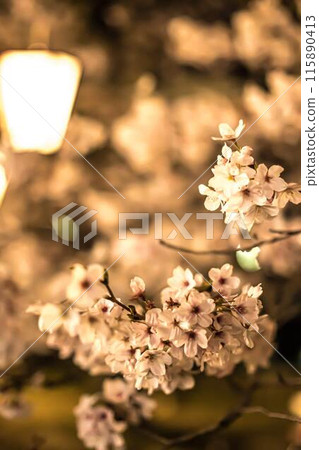 Yamaguchi·Iwakuni·Kintai Bridge Yamaguchi·Iwakuni·Kintai Bridge 115890413