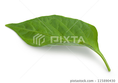 Sweet pepper leaf closeup isolated on white background Sweet pepper leaf closeup isolated on white background 115890430