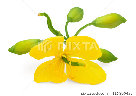 Celandine flower isolated on white background 115890453