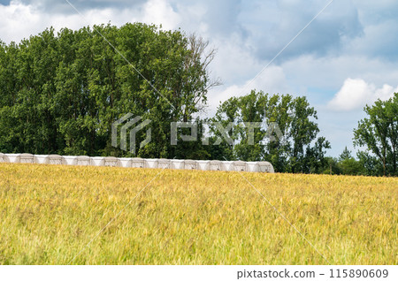 Golden wheat fields and plastic greenhouses at the Flemish countryside around Ternat, Belgium Golden wheat fields and plastic greenhouses at the Flemish countryside around Ternat, Belgium 115890609