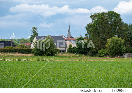 Agriculture corn fields, trees and the church tower of Sint Katarina Lombeek, Belgium Agriculture corn fields, trees and the church tower of Sint Katarina Lombeek, Belgium 115890614