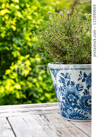 Decorated pot of blooming thyme, thymus, Belgium Decorated pot of blooming thyme, thymus, Belgium 115890669