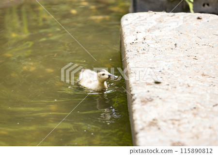 Saitama Prefecture, Iruma City, Iruma Park, Spot-billed Duck Saitama Prefecture, Iruma City, Iruma Park, Spot-billed Duck 115890812