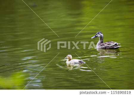 Saitama Prefecture, Iruma City, Iruma Park, Spot-billed Duck Family 115890819
