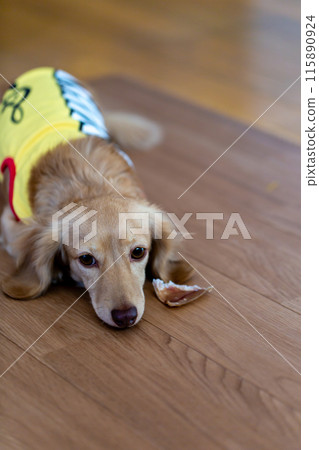 Kaninhen 臘腸犬在室內放鬆 Kaninhen 臘腸犬在室內放鬆 115890924