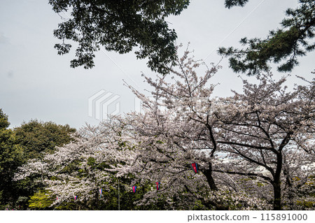 香川/丸龜/丸龜城 香川/丸龜/丸龜城 115891000